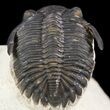 Brown Hollardops Trilobite - Foum Zguid, Morocco #49816-3